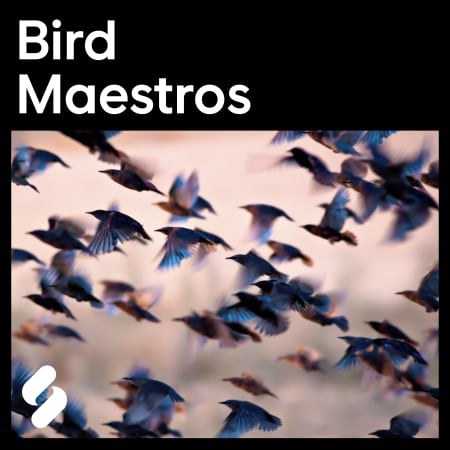 Splice Explores Bird Maestros WAV